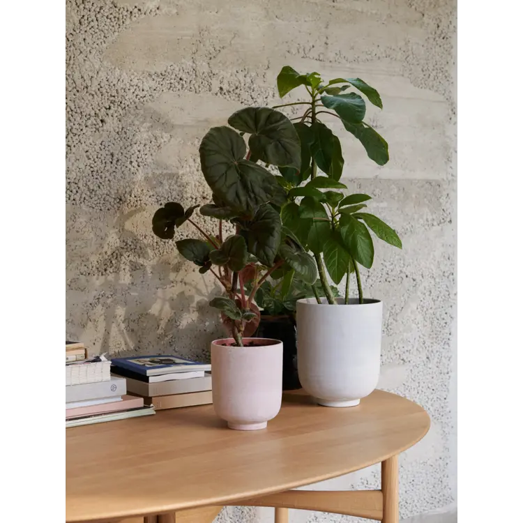 Collect Pflanzentopf