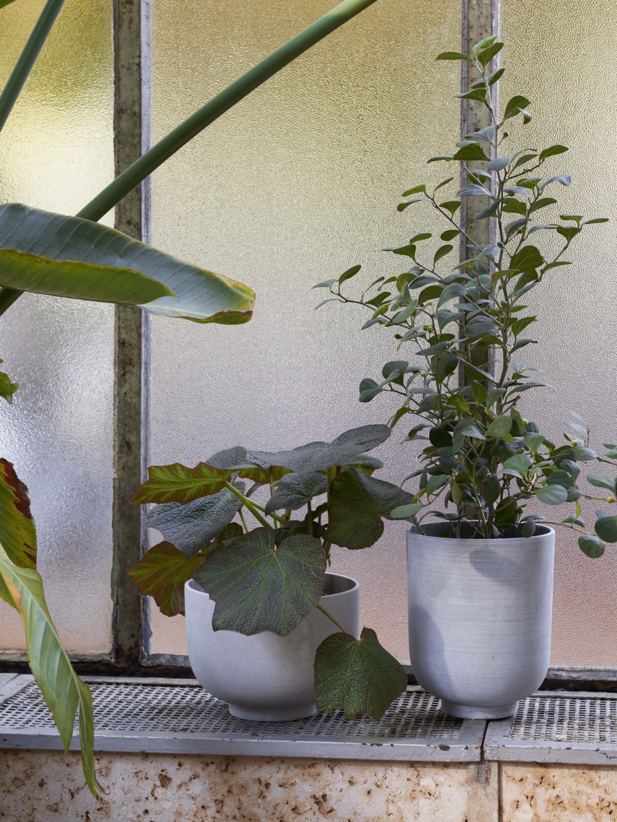 Collect Pflanzentopf